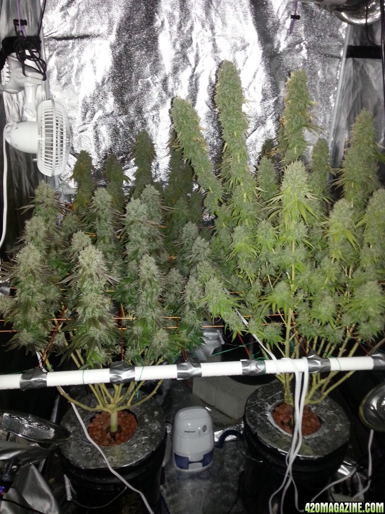 Pre-harvest_003