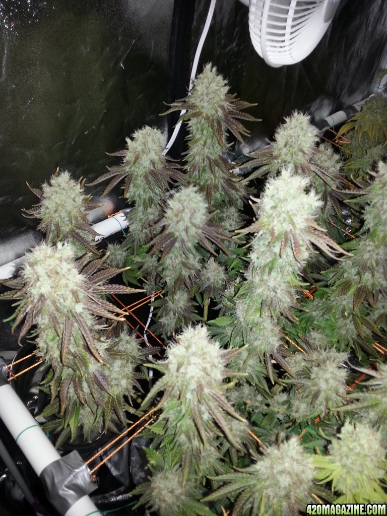 Pre-harvest_004