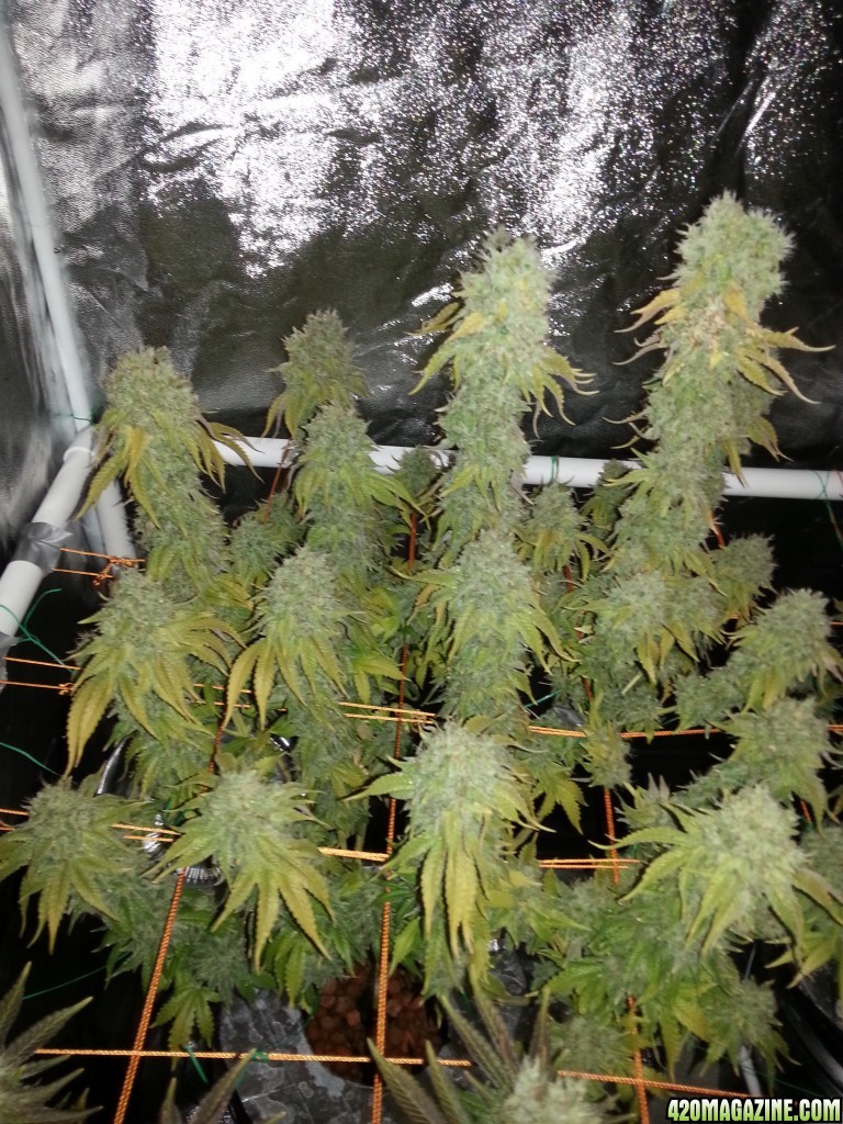 Pre-harvest_005