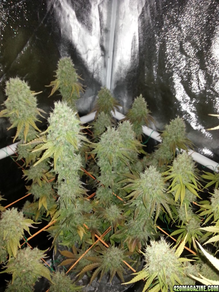 Pre-harvest_006