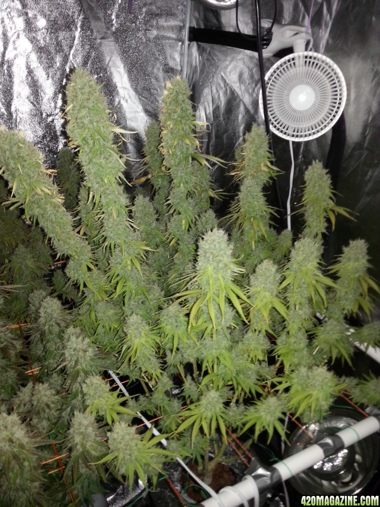 Pre-harvest_007