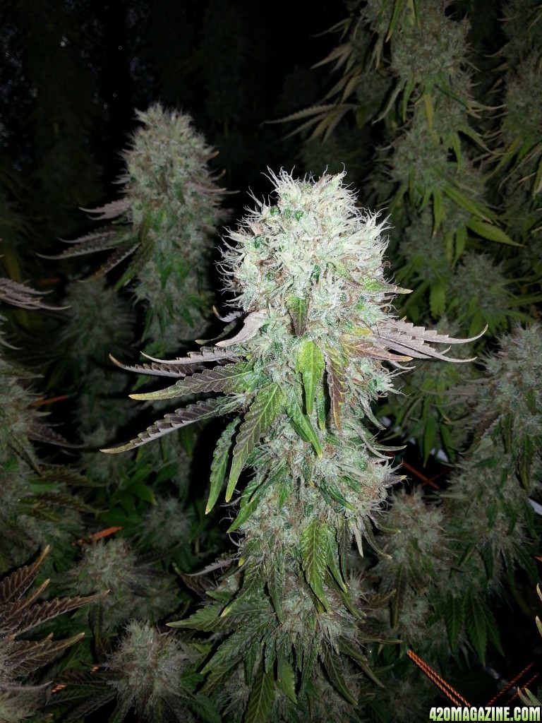 Pre-harvest_009