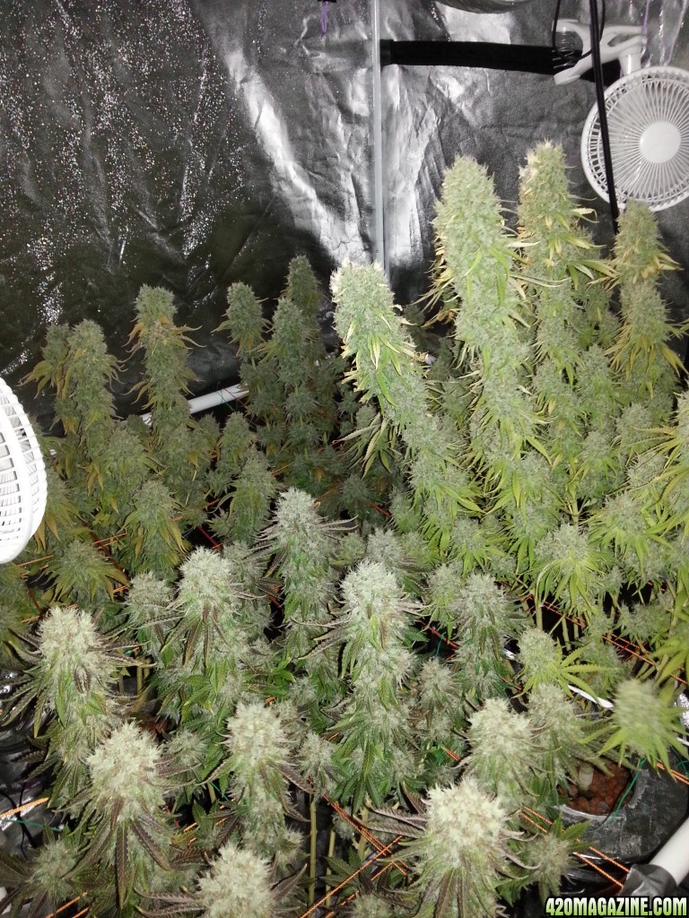 Pre-harvest_016