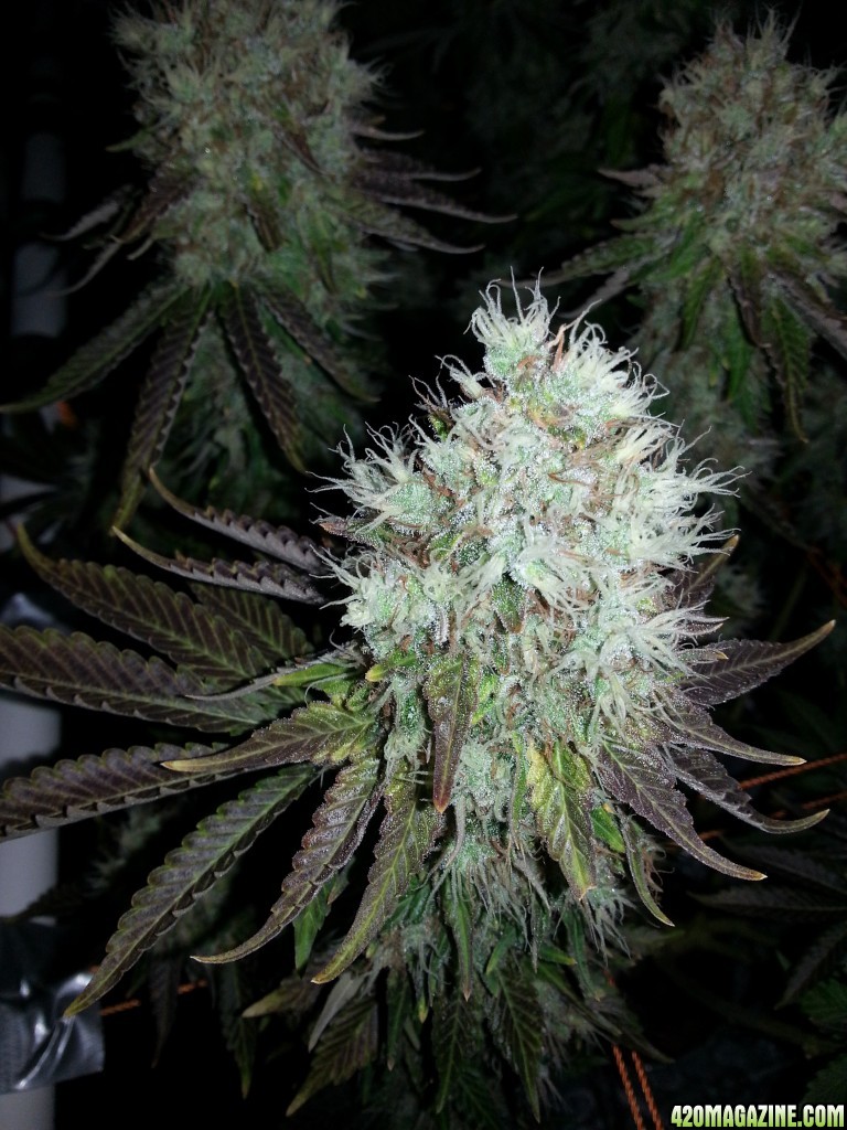 Pre-harvest_017