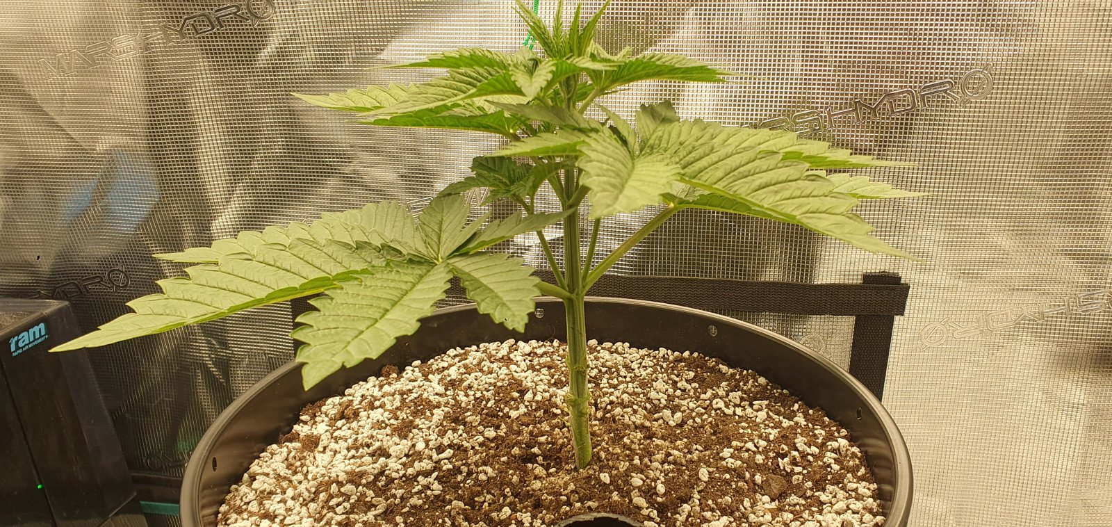 pre-topping3.jpg