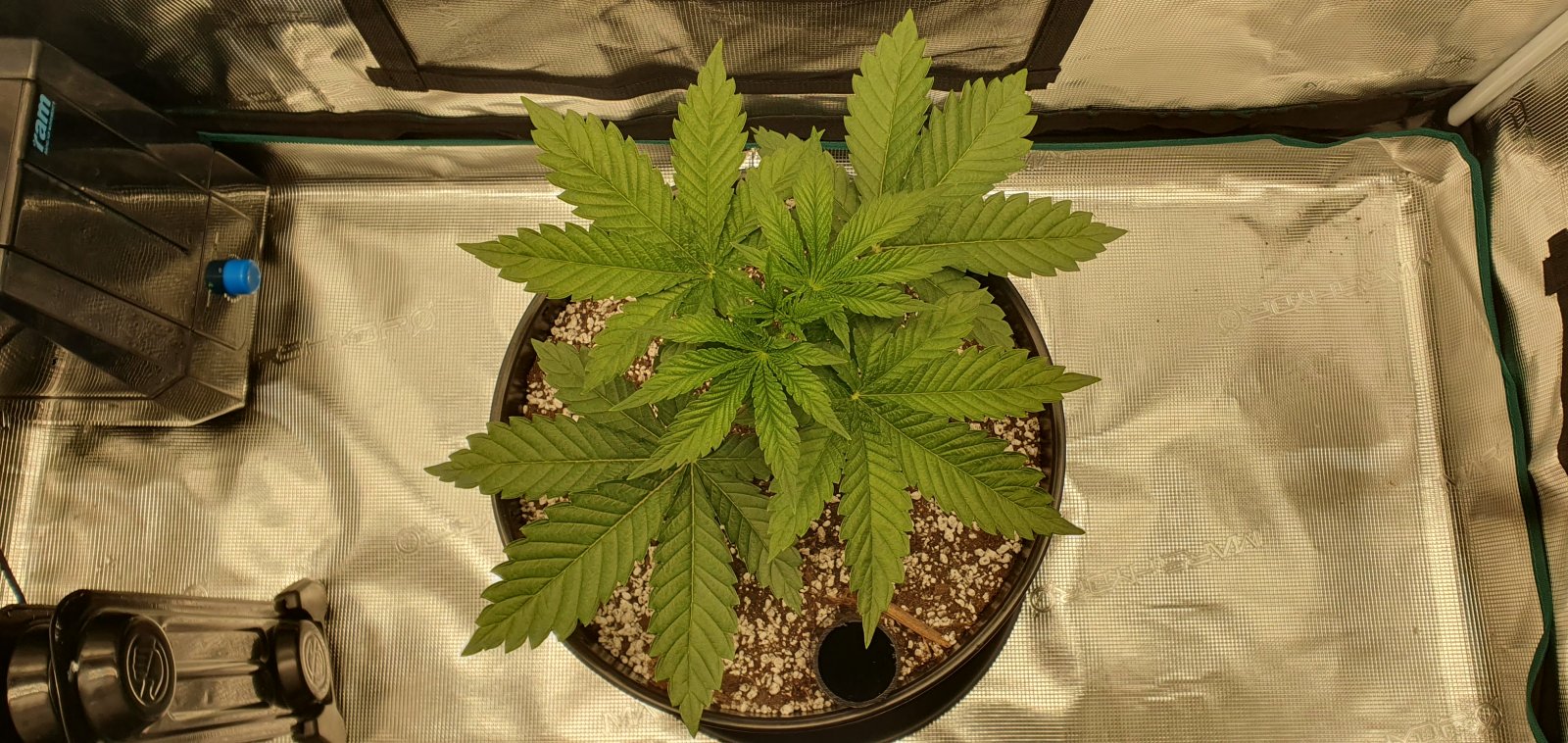 pre-topping4.jpg