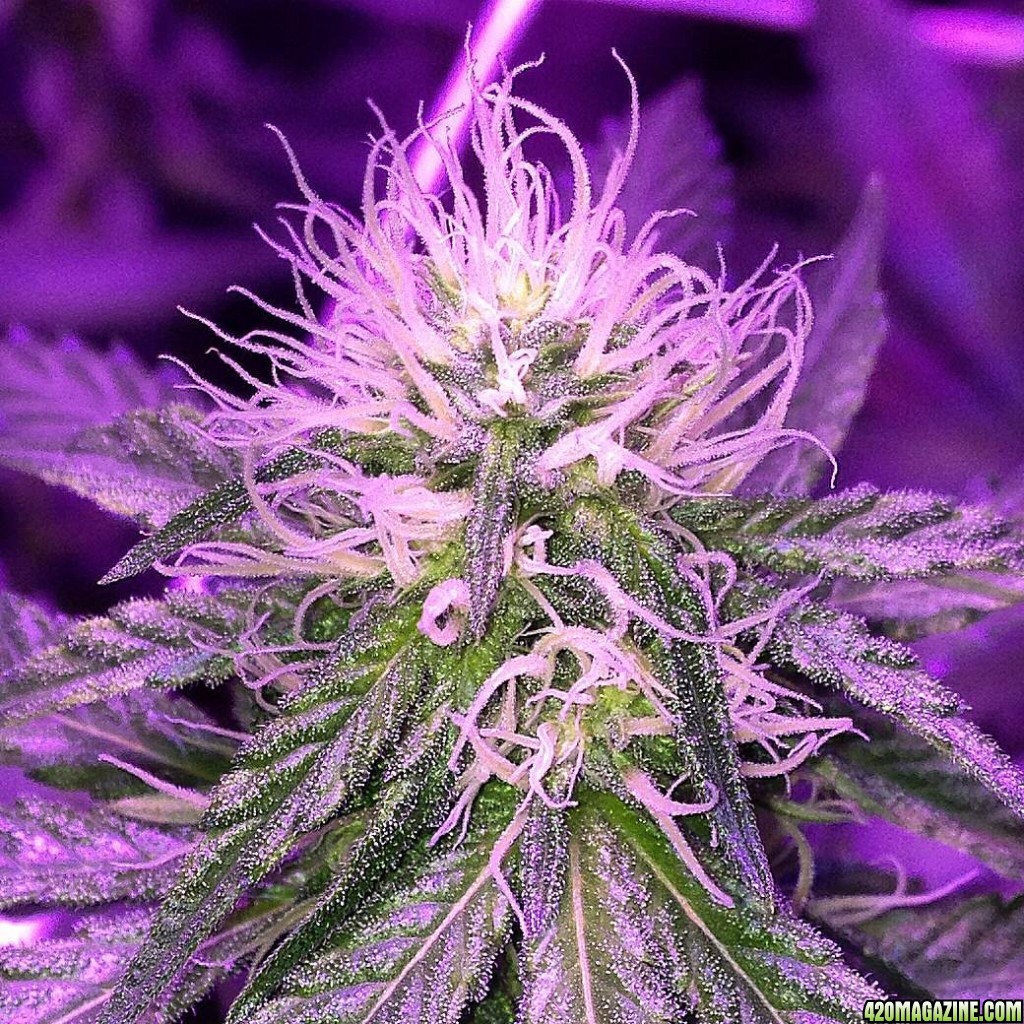 Pre_Caylx Lumenator 2x grow journal of 9lb hammer