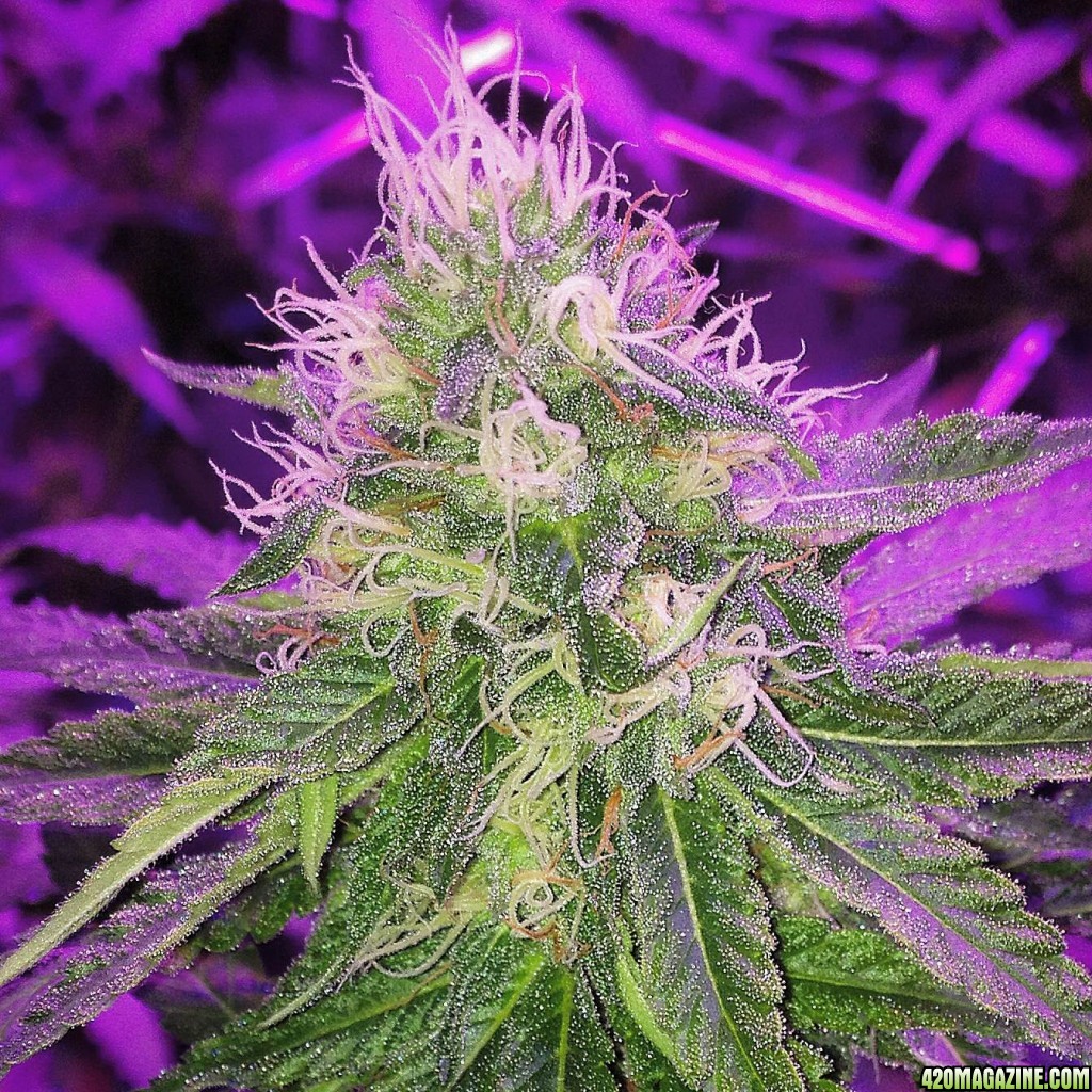 Pre_Caylx Lumenator 2x grow journal of 9lb hammer