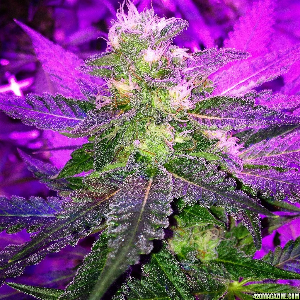 Pre_Caylx Lumenator 2x grow journal of 9lb hammer