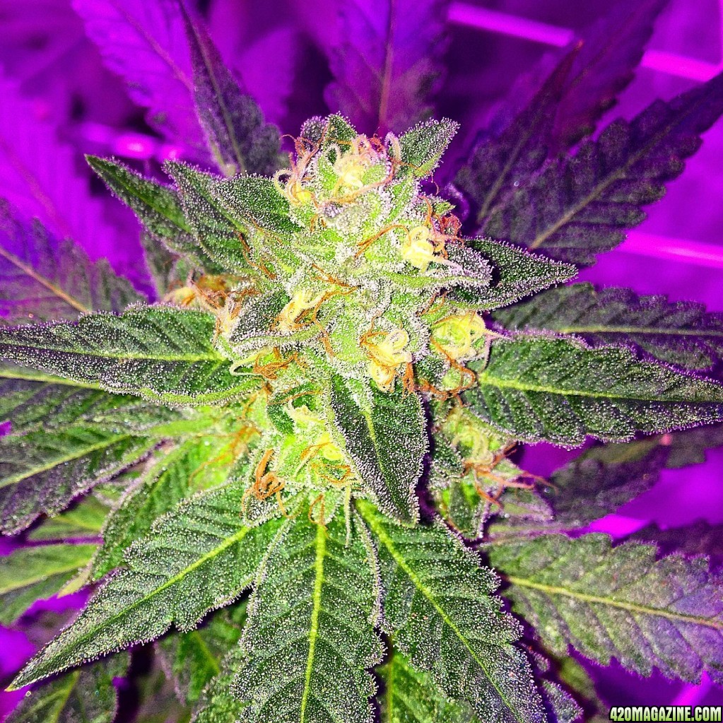 Pre_Caylx Lumenator 2x grow journal of 9lb hammer