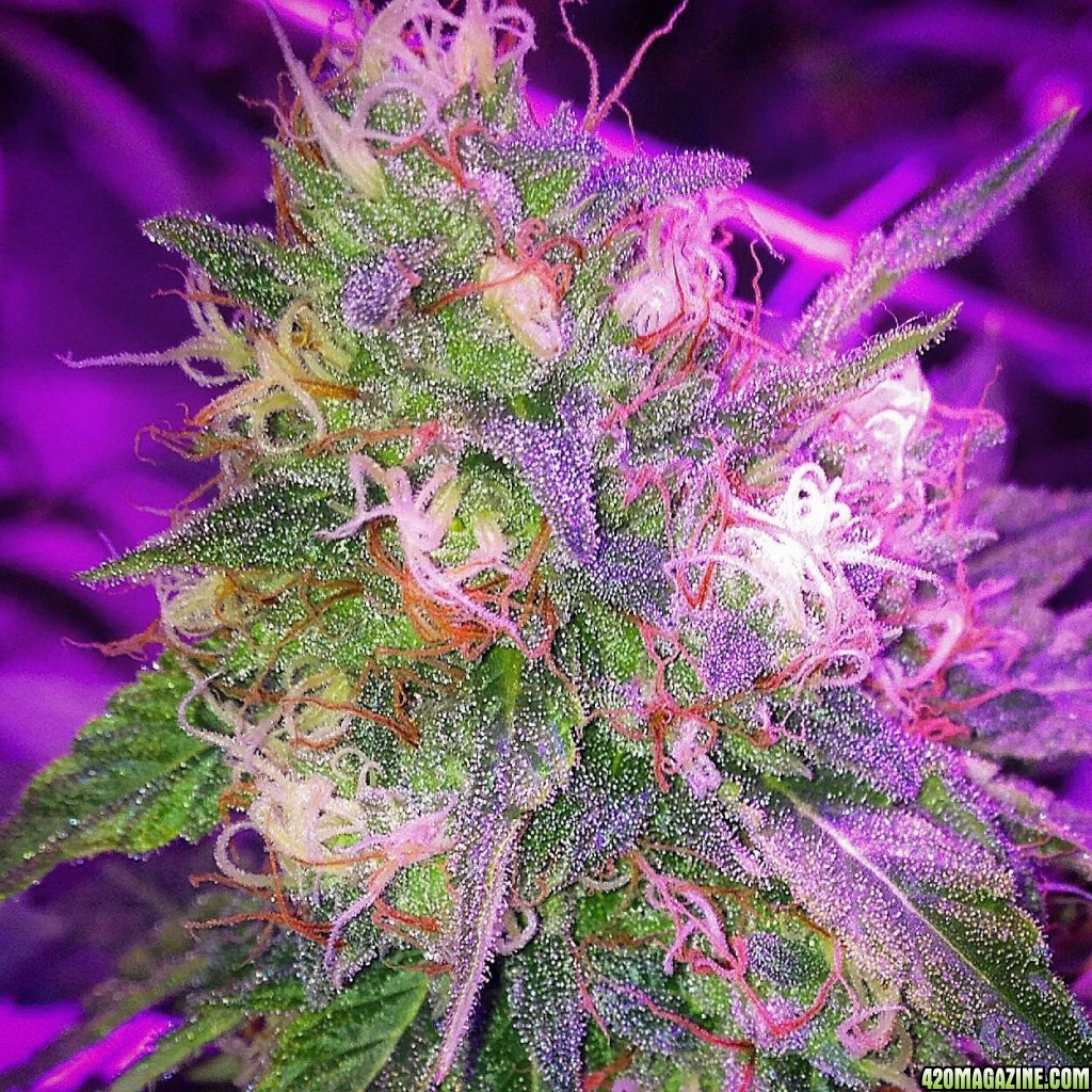 Pre_Caylx Lumenator 2x grow journal of 9lb hammer