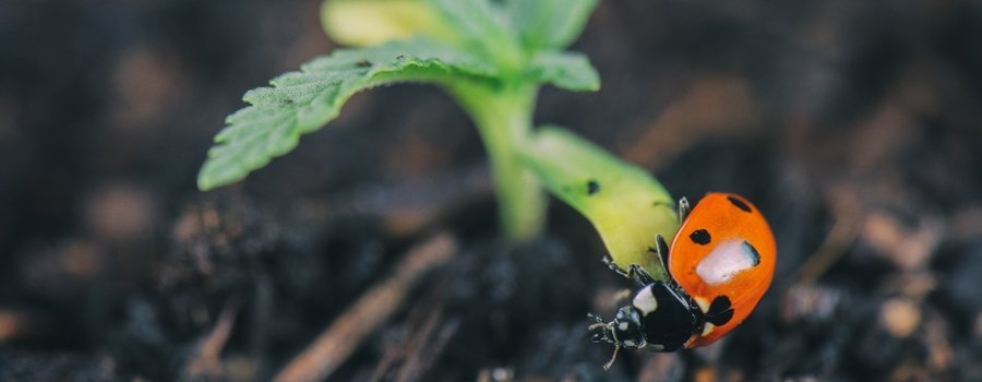 PREDATOR-APHIDS.jpg