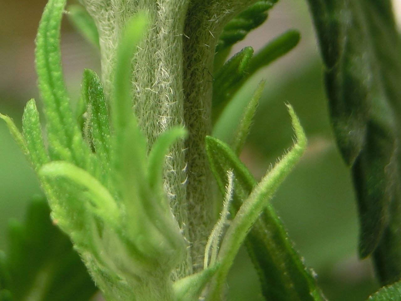 preflower inspecting mystery seed