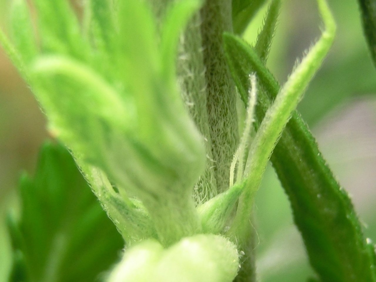 preflower inspecting mystery seed