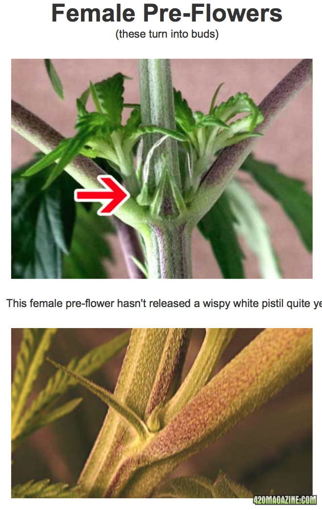 preflowering.png