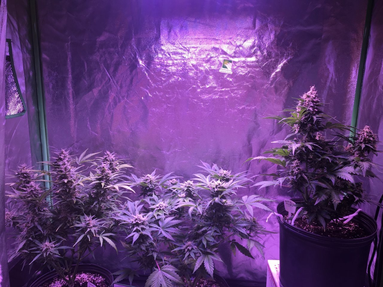 Pregnant Auto tent