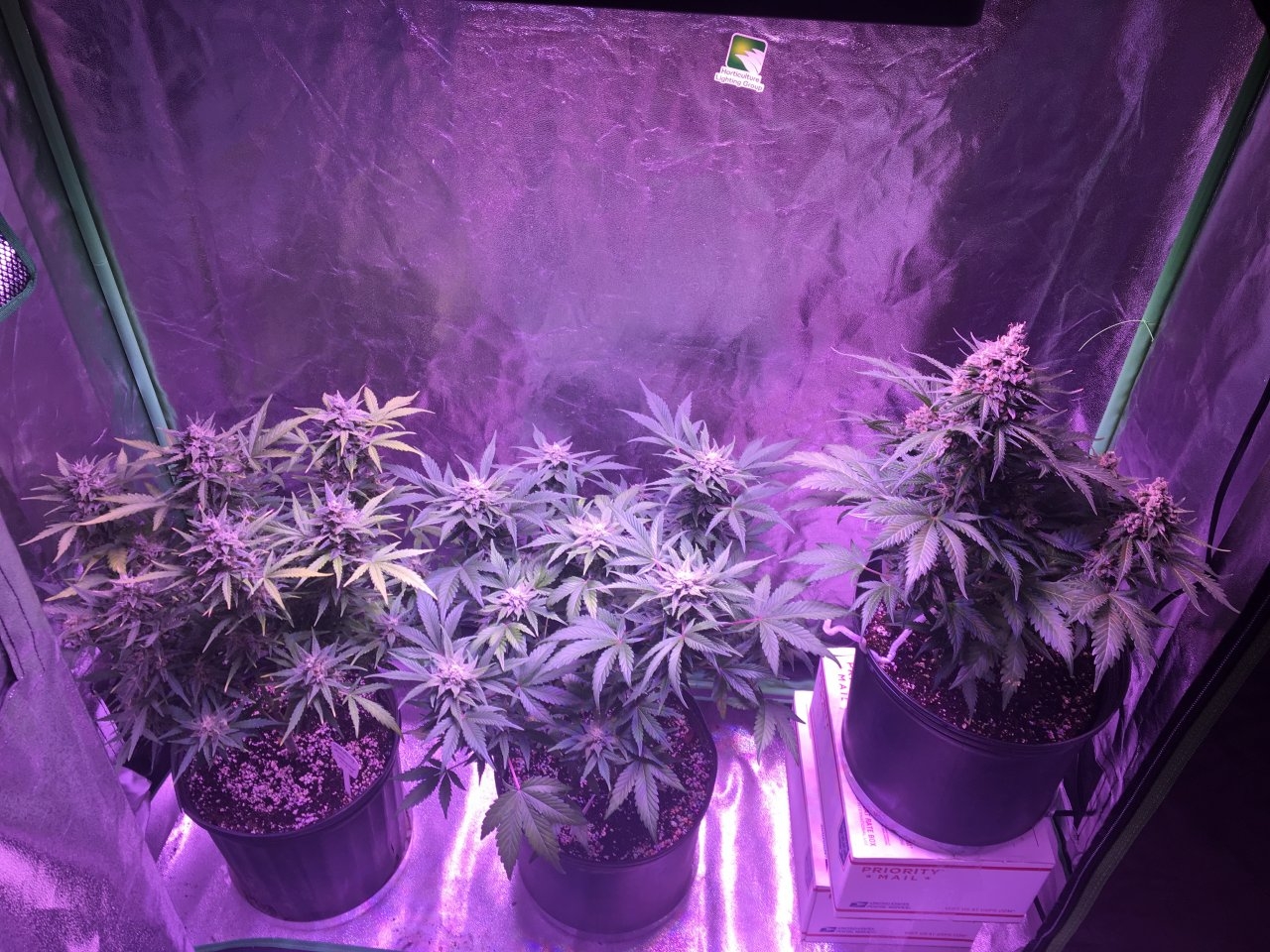 Pregnant Auto tent