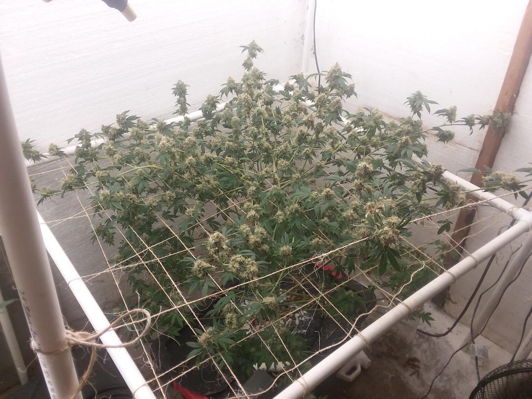 preharvest.jpg