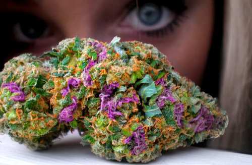 Pretty Eyes For Pretty Bud