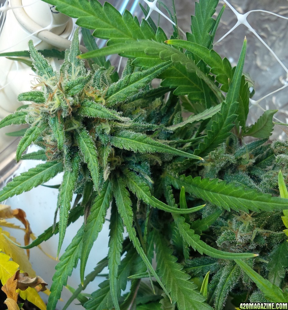 Primary tip major bud CBD Critical Mass end of week 7