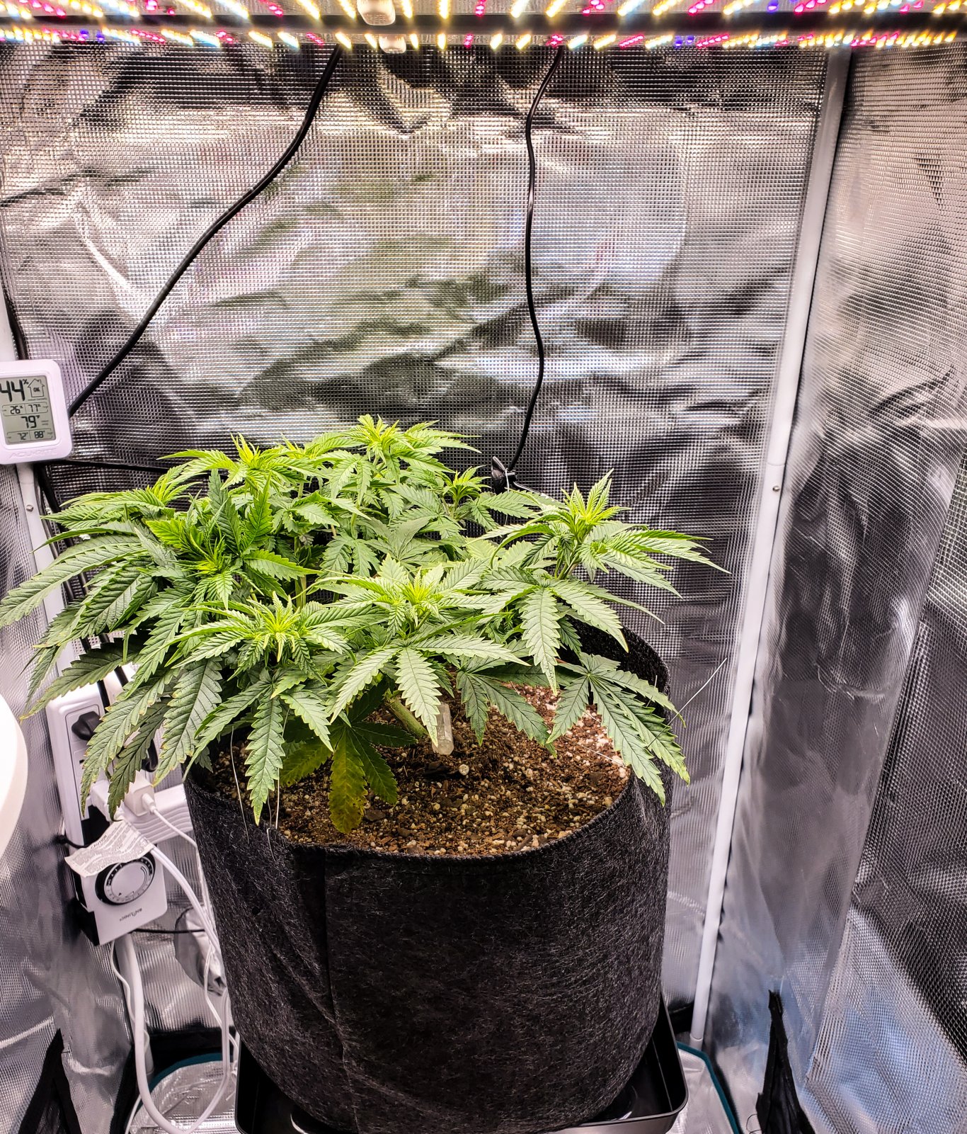 princess_chunky_day36_7f.jpg