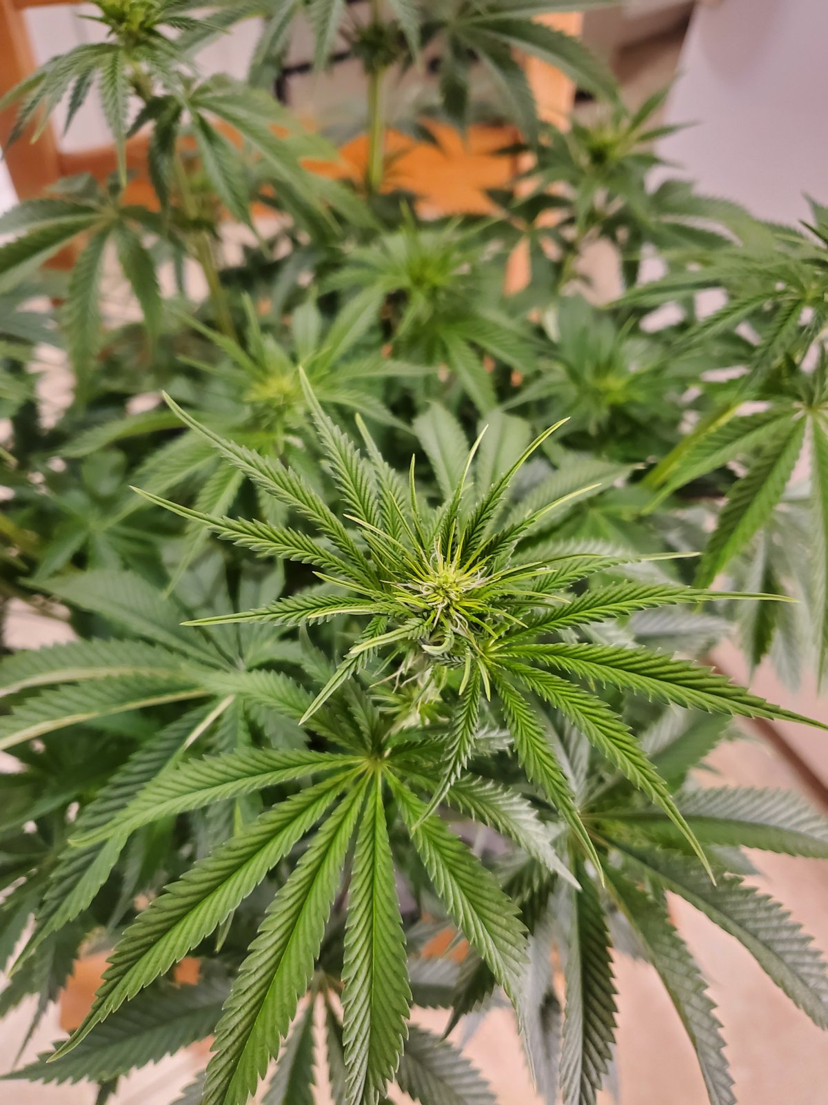 princess_chunky_day41_3f_1.jpg