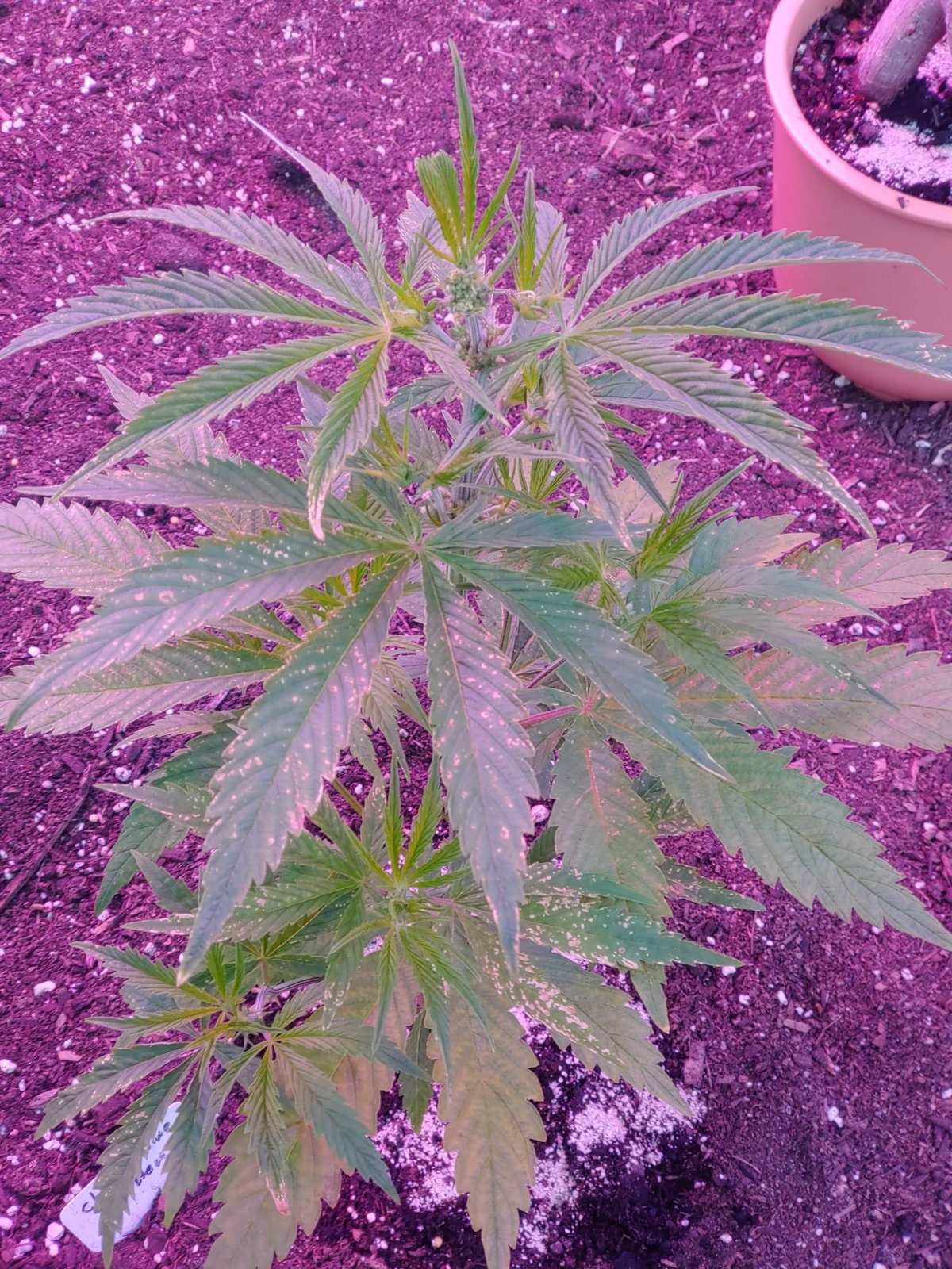 Problem plant 5 weeks old Colorado Cherry wine 4 hemp..jpg