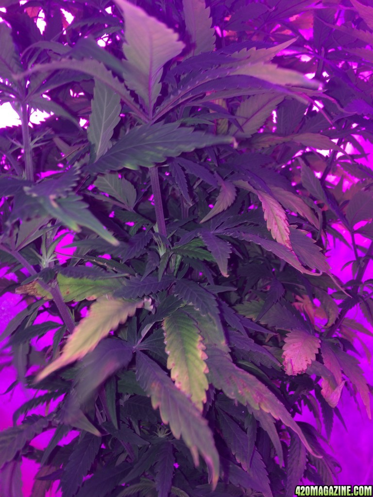 Problem purple kush plant 4/21/17