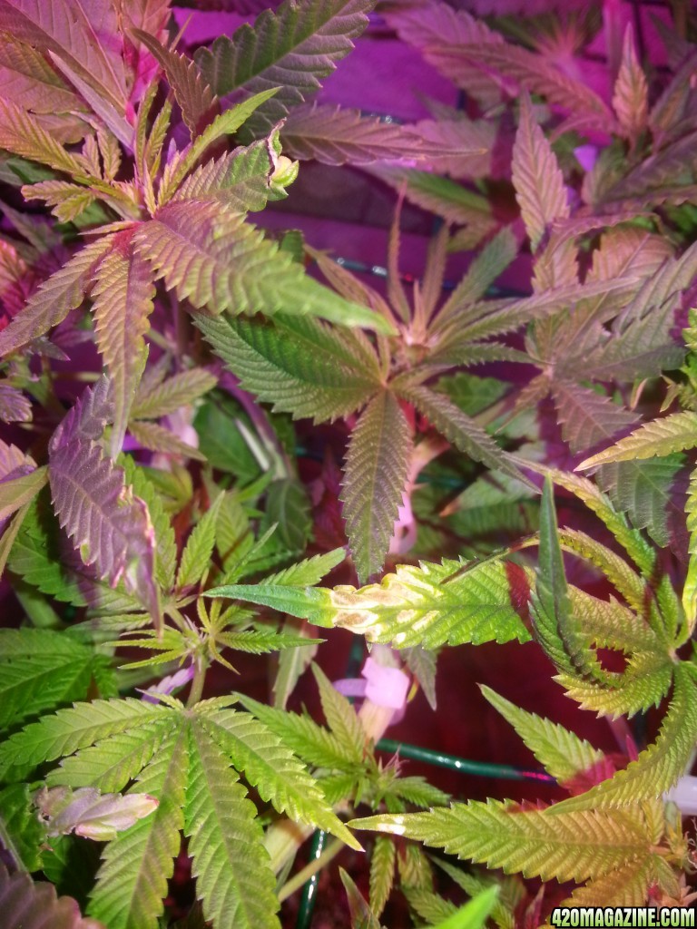 Problem with plants