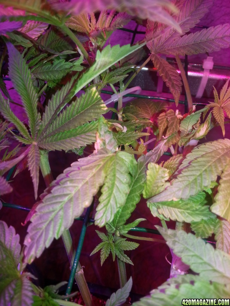 Problem with plants