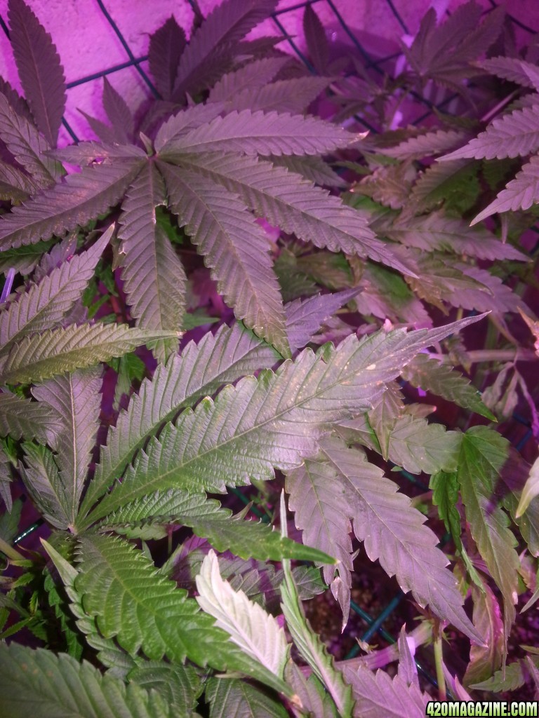 Problem with plants