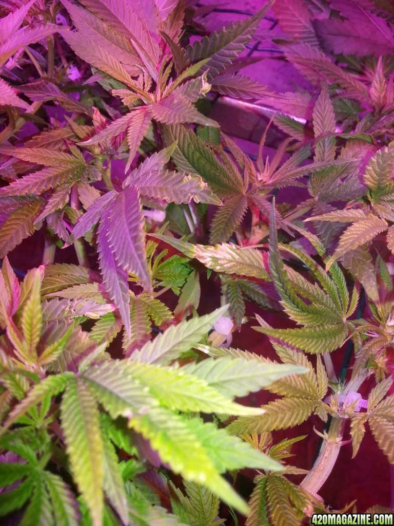 Problem with plants