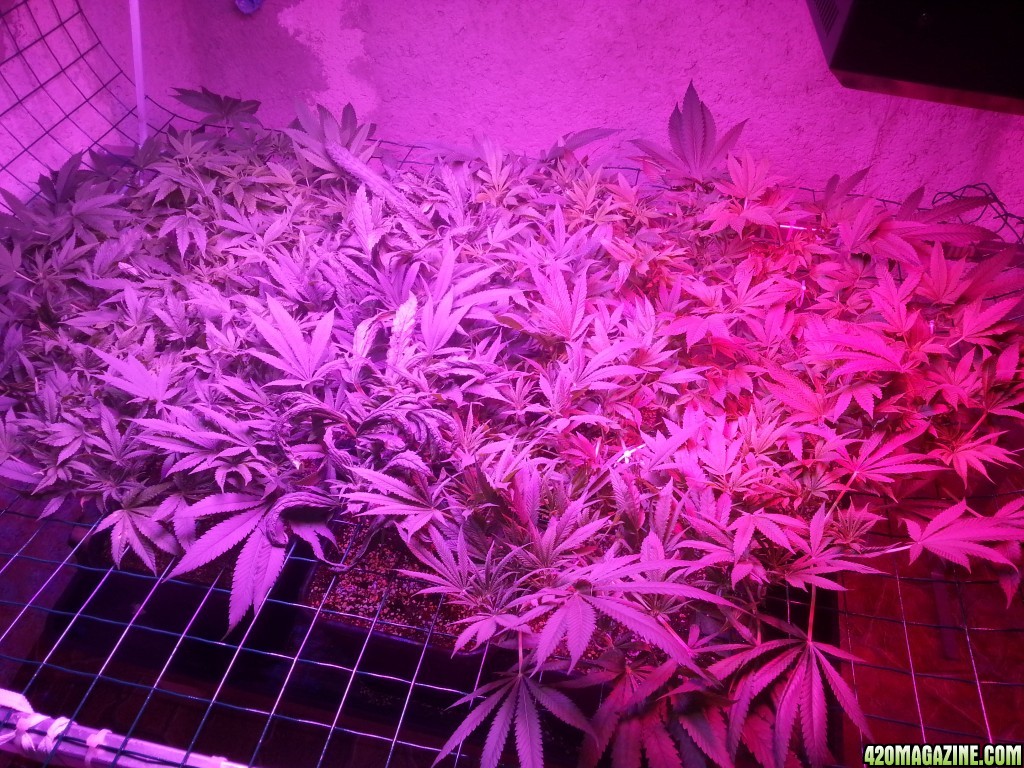 Problem with plants