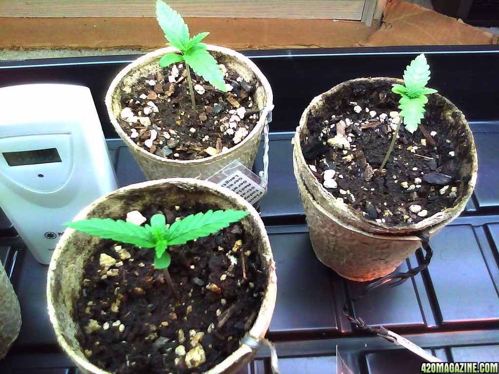 Progress of my plants; Ah yes, they're growing nicely.