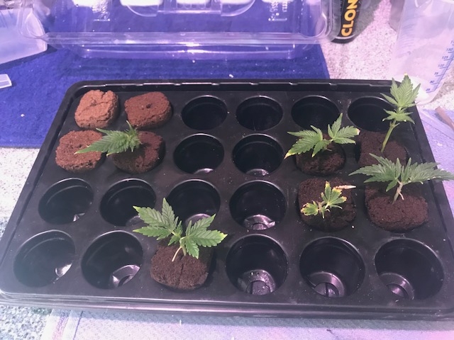 Propagation Tray