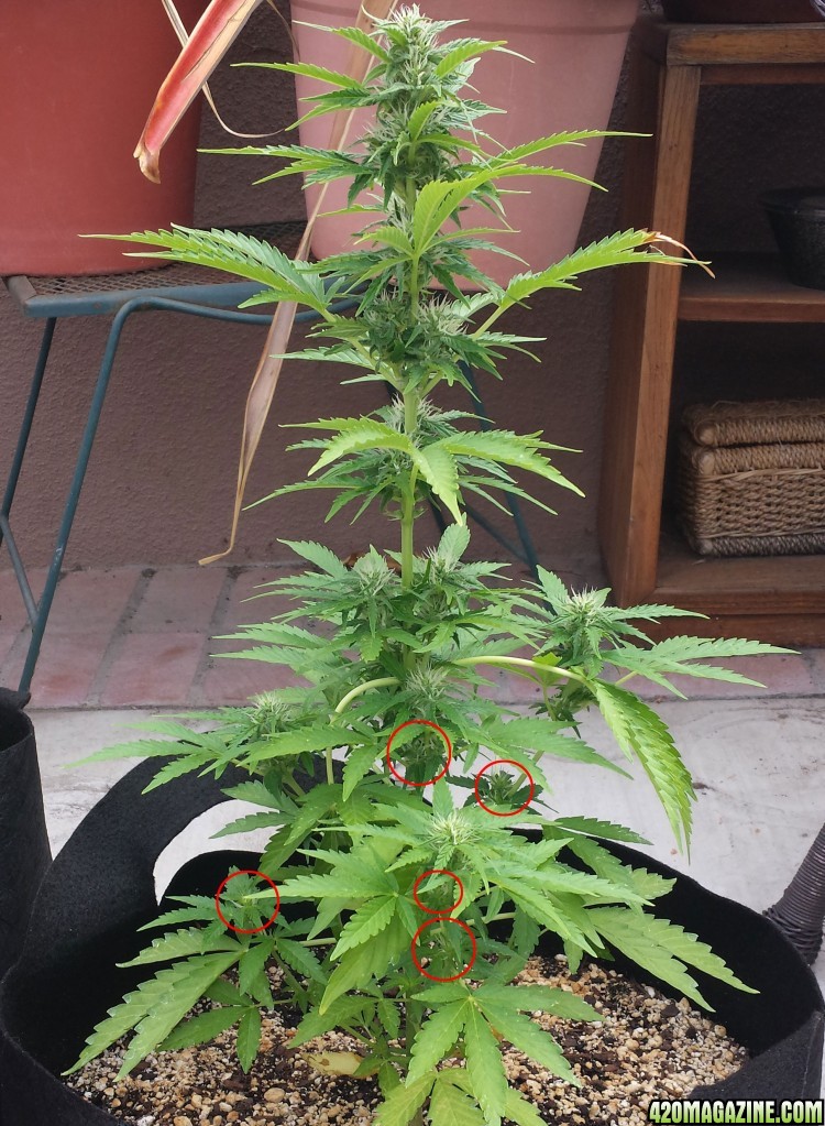 prune these buds?