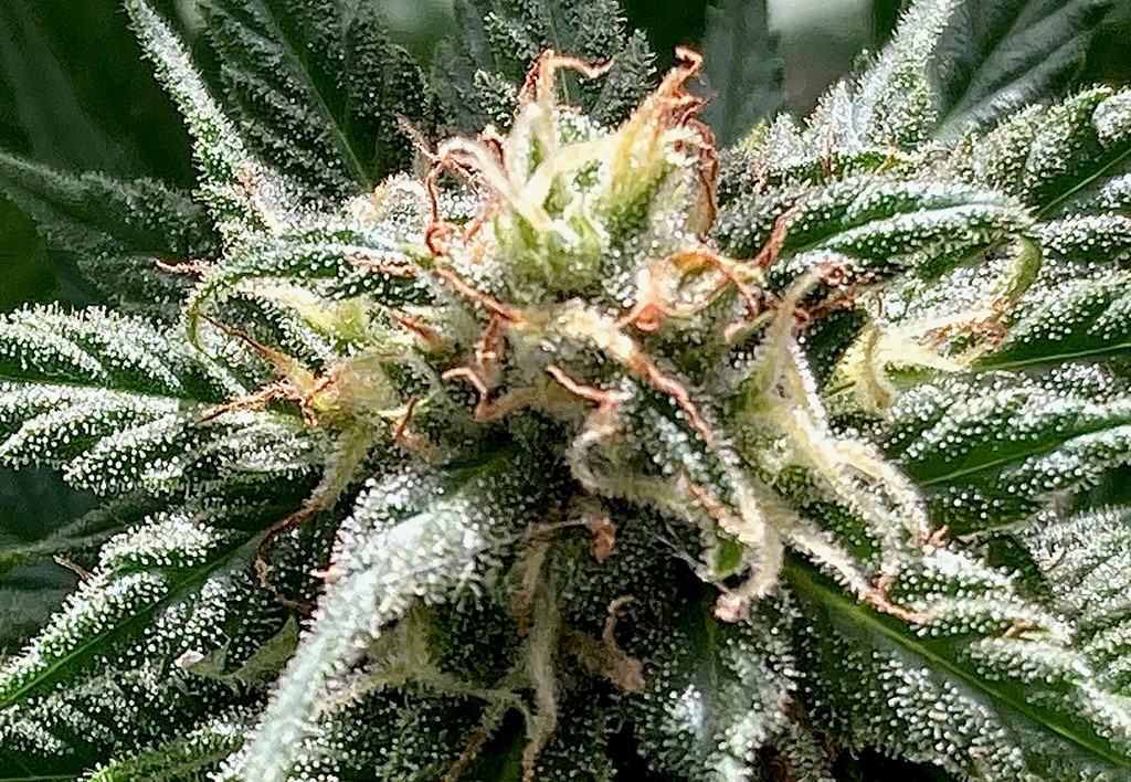 PUC BUD CLOSEUP 2 12 1.jpg