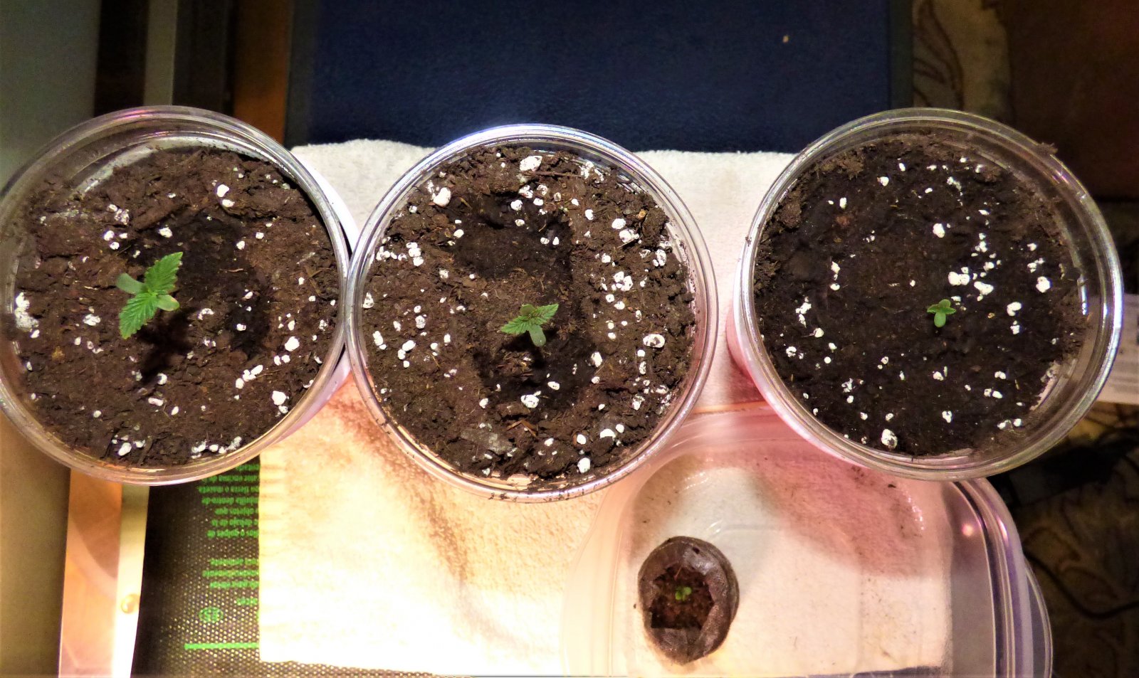 Puck seedlings 11-18-21 Day4.JPG