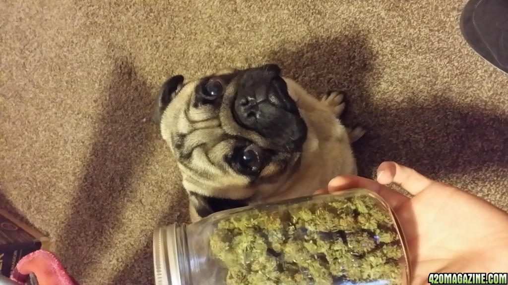 Puglife