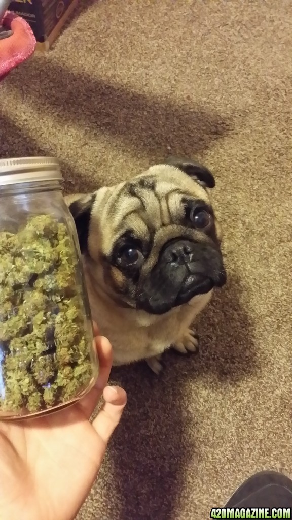 Puglife