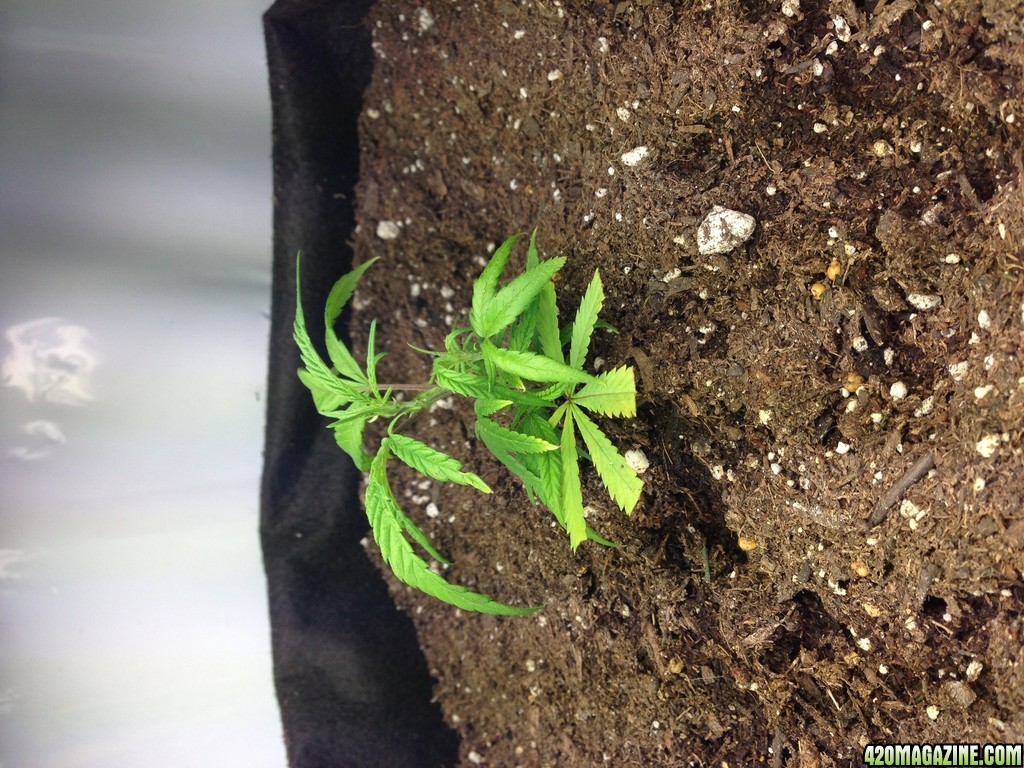 PukingPanda soil first grow 2014