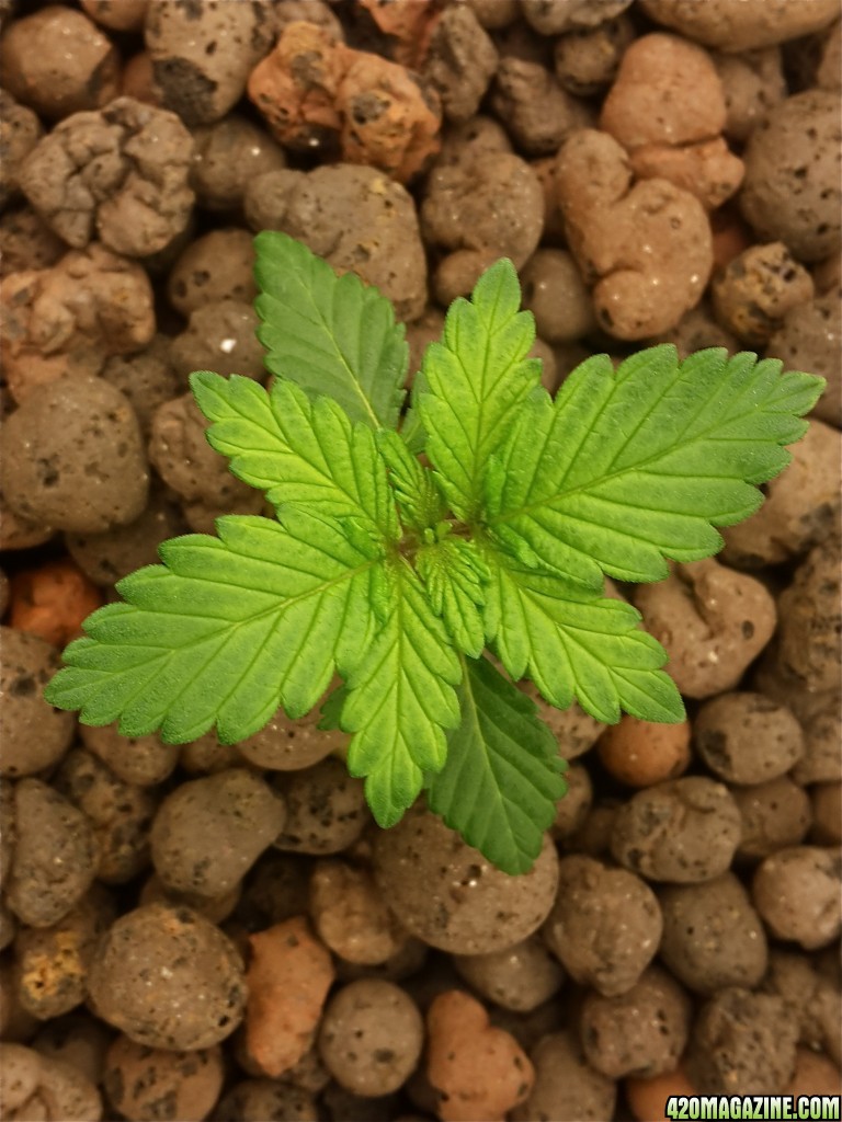 Pure power plant. DWC. Week 6