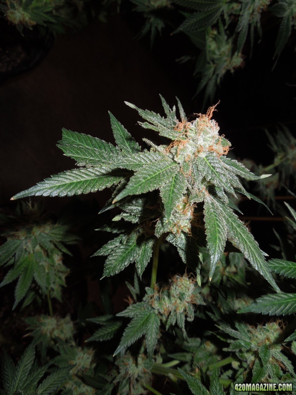 Purp D bud day 60.JPG