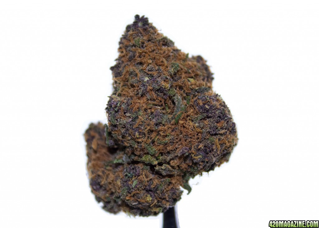 Purple Acopulco