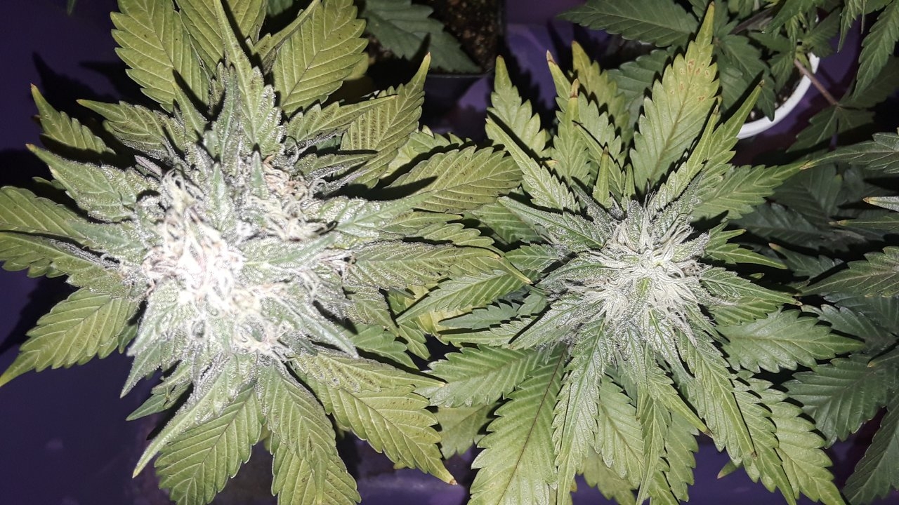 Purple Afghani x BCBD Purps  and White Widow x Wonder Woman