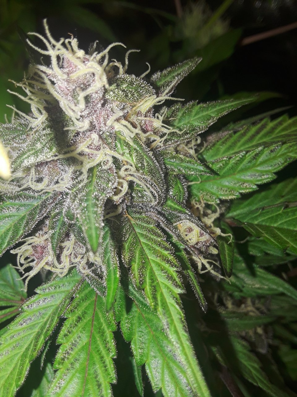 Purple Afghani x BCBD Purps