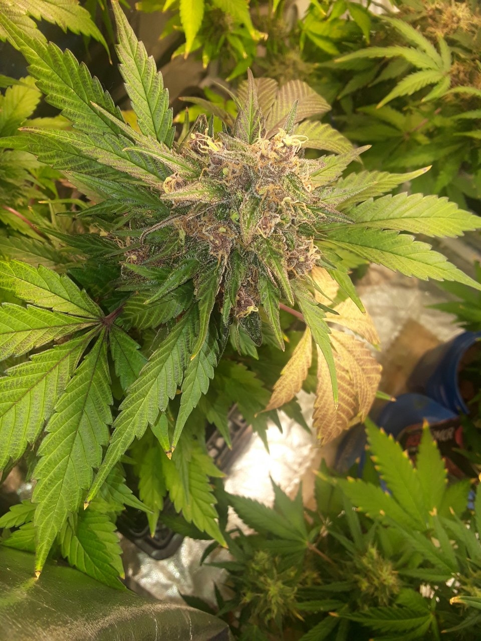 Purple Afghani x BCBD Purps