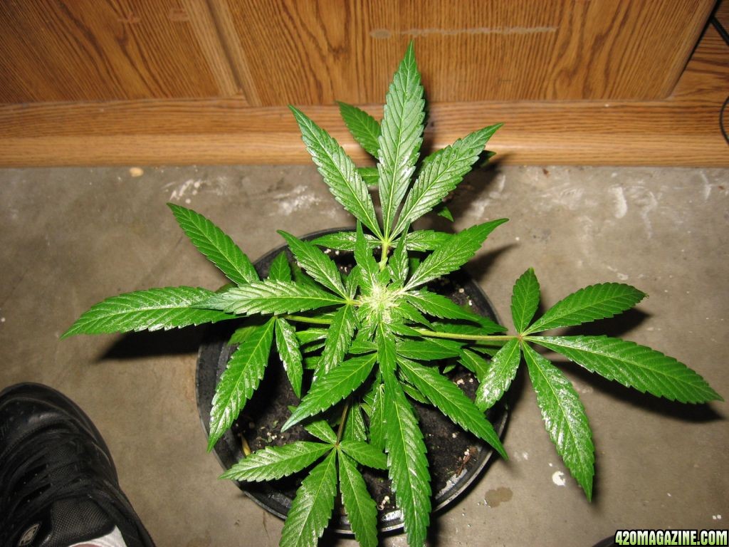 purple bagseed '08