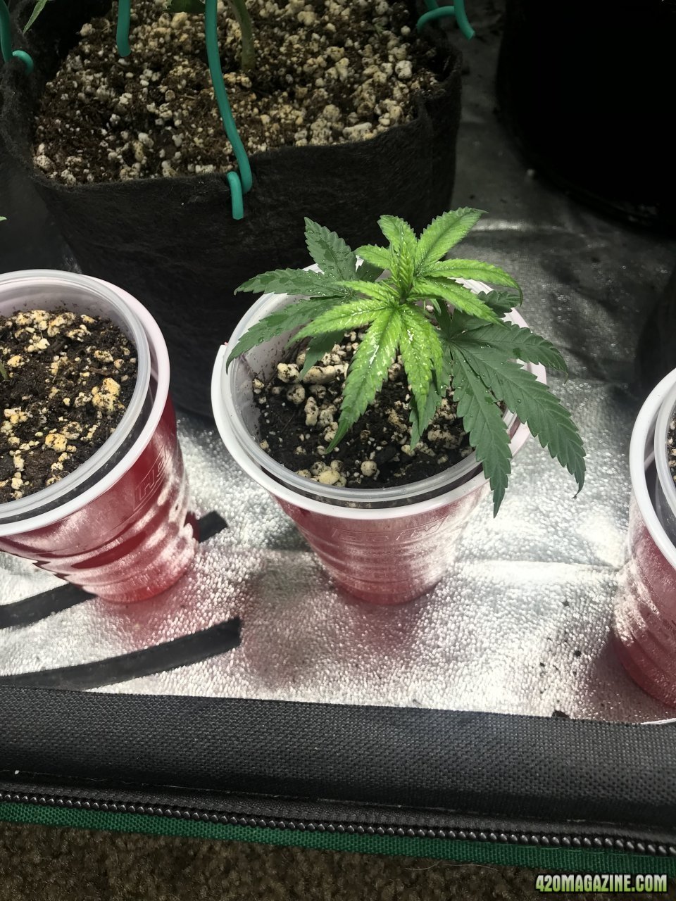 Purple Bagseed Clone