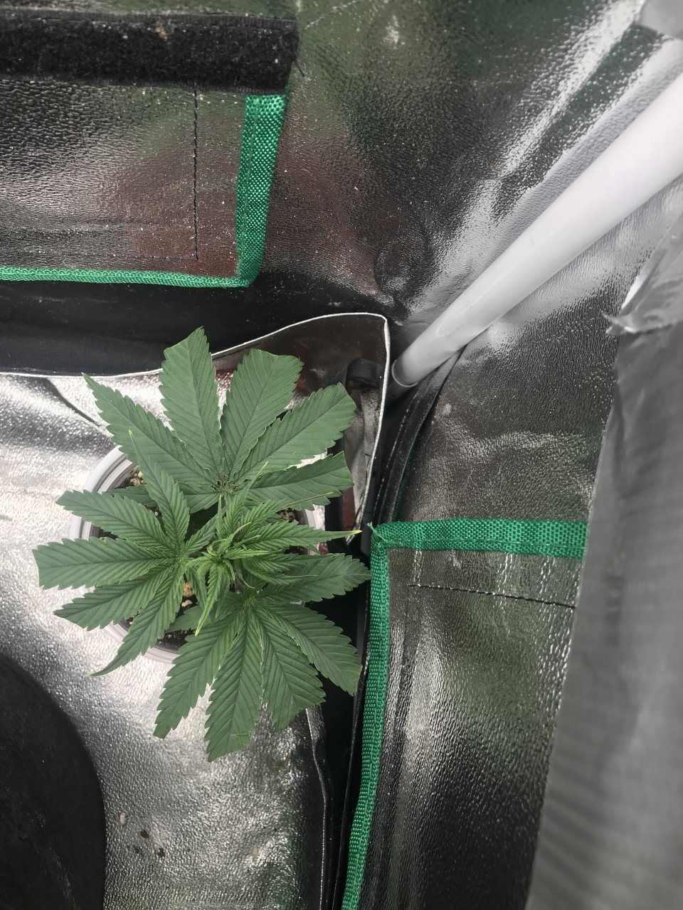 Purple Bagseed clone